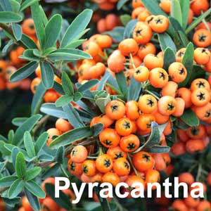 Pyracantha Shrub
