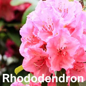 Rhododendron Shrub