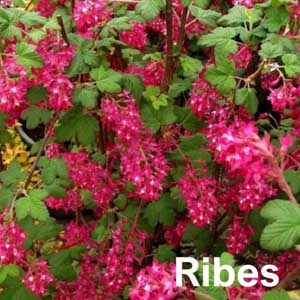 Ribes Shrub
