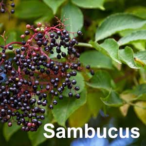 Sambucus Shrub