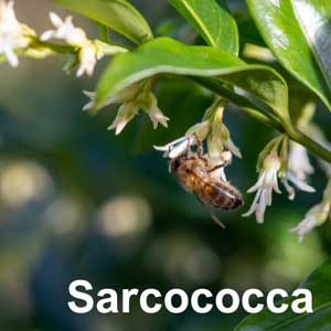 Sarcococca Shrub