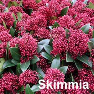 Skimmia Shrub