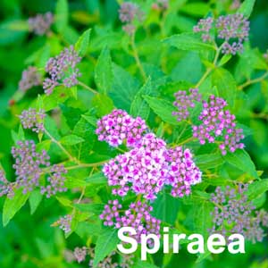 Spiraea Shrub