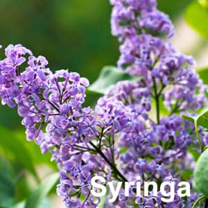 Syringa Shrub