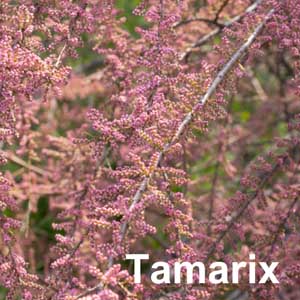 Tamarix Shrub