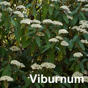 Viburnum Shrub