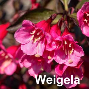 Weigela Shrub
