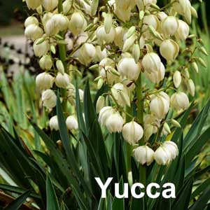 Yucca Shrub