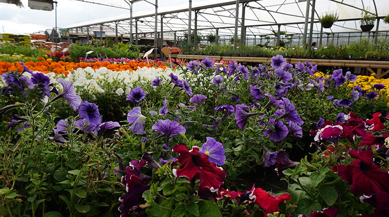 Meadow Grange Nursery