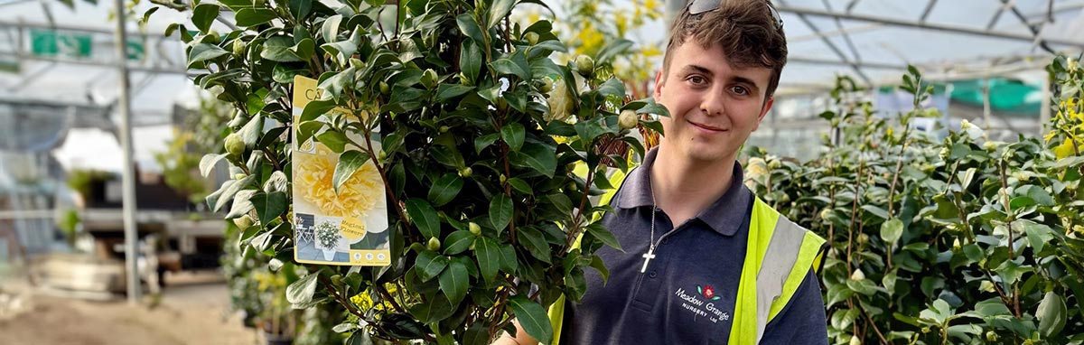 Shrubs and Climbers for sale at Meadow Grange Garden Centre near Canterbury