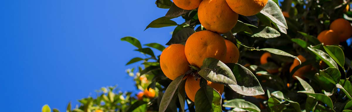 Fruit Bushes and Fruit Trees for sale at Meadow Grange Garden Centre near Canterbury