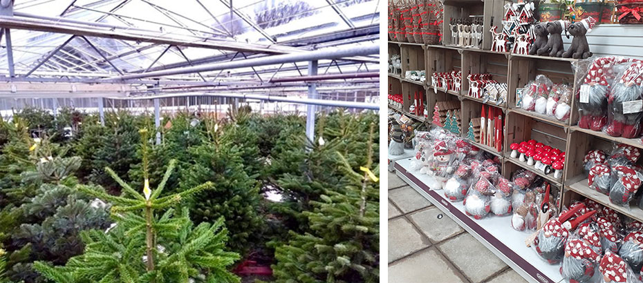 Christmas Trees and Decorations for sale near Canterbury and Whitstable