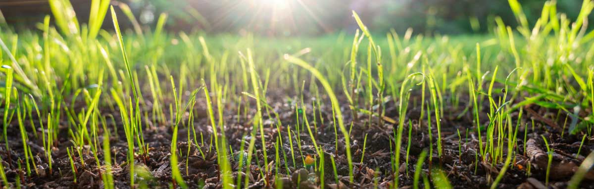 Gardening Jobs for April from Meadow Grange Nursery
