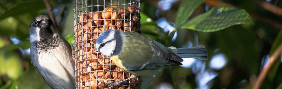 Gardening Jobs for December from Meadow Grange Nursery