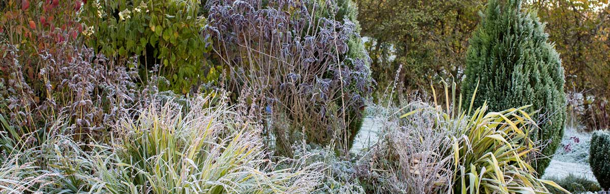 Gardening Jobs for January from Meadow Grange Nursery