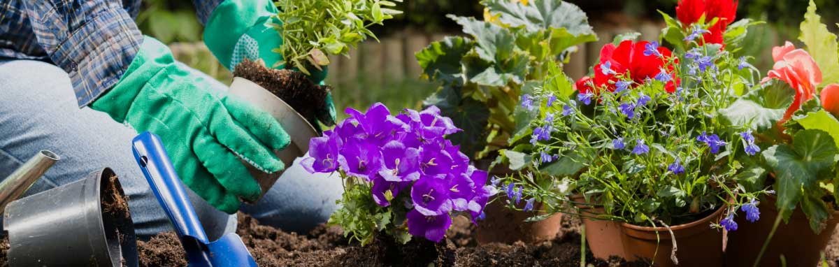 Gardening Jobs for June from Meadow Grange Nursery