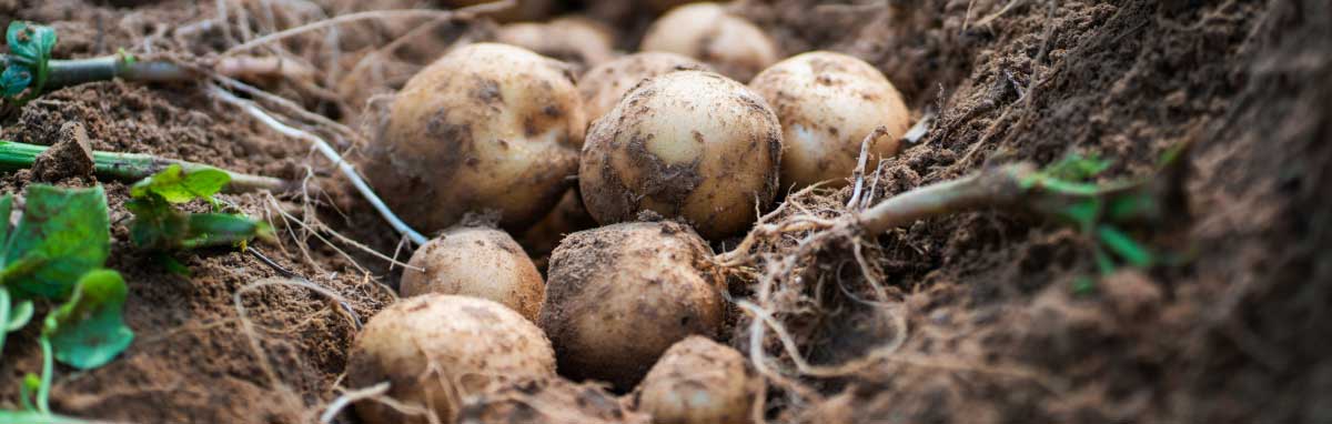 Gardening Jobs for March from Meadow Grange Nursery