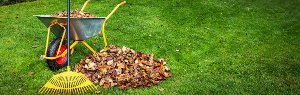 Gardening Jobs for October from Meadow Grange Nursery