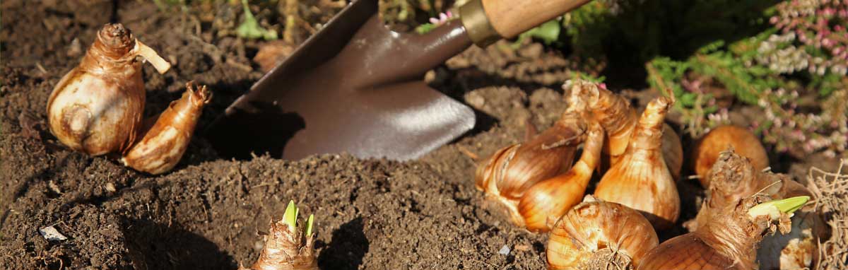 Gardening Jobs for September from Meadow Grange Nursery