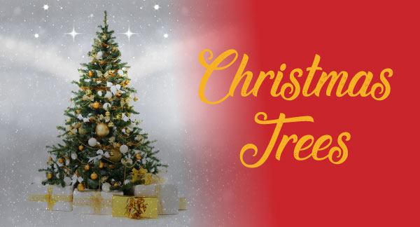 Christmas Trees for Sale in Canterbury