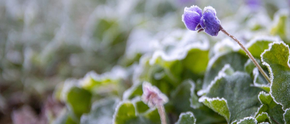 Jobs to do in the garden in January