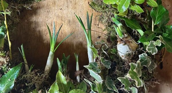 Spring Living Wreath Workshop | 11th Feb | Book Now at Meadow Grange Nursery