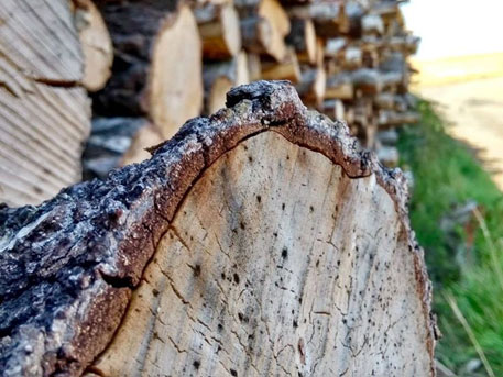 Sustainable Log Production in Kent