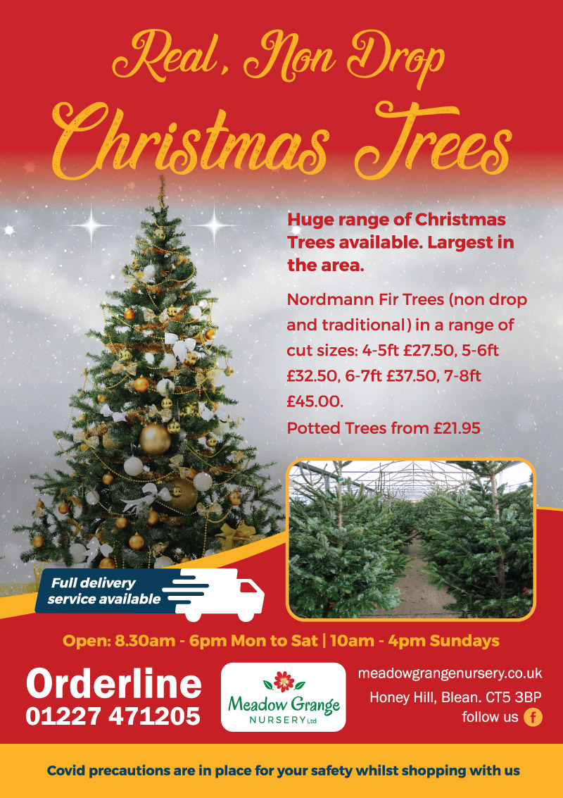 Real Non Drop Christmas Trees for sale in Canterbury Meadow Grange